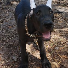 Blue collared boy - Black Great Dane puppy in Gainesville, Florida from Lakeside Danes