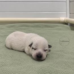 Gelly - Blue speckled female Australian Cattle Dog puppy in Scurry, Texas from RedHorizon AKC Australian Cattle Dogs (Heelers)