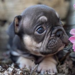 French Bulldogs from Paws&Kisses