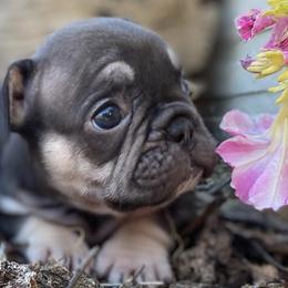 French Bulldogs from Paws&Kisses