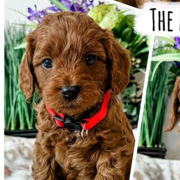 Hank - Red  male Goldendoodle puppy in Pleasant Grove, Utah from Destination Doodles