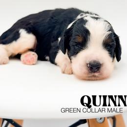 Quinn - Tri-color male Bernedoodle puppy in Tipton, Indiana from Country Creek Doodles