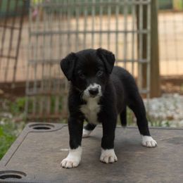 Boy 3 - Black Border Collie puppy in Gaffney, South Carolina from On the Lamb
