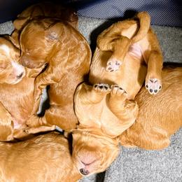Goldendoodles from Mini Goldendoodles