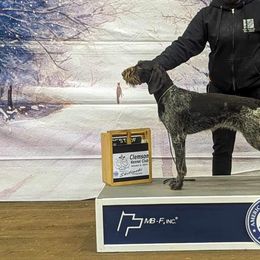 German Wirehaired Pointers from Cypress Ridge GWP