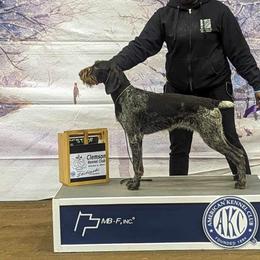 German Wirehaired Pointers from Cypress Ridge GWP