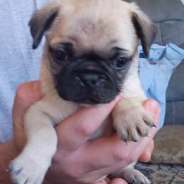 Boy 2 - Fawn male Pug puppy in Marshville, North Carolina from adorable pug puppies