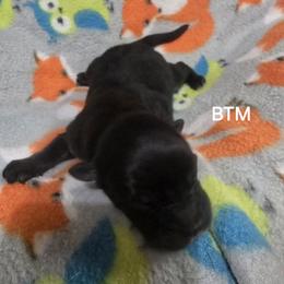 Jb5 - Black tri male Miniature Australian Shepherd puppy in Bend, Oregon from Badlands Toy and Mini Aussies