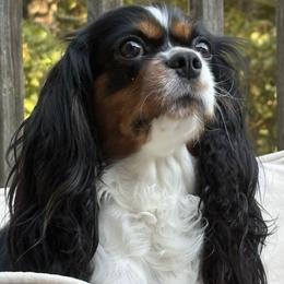 Stella - Cavalier King Charles Spaniel