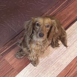 Dolly - Dachshund