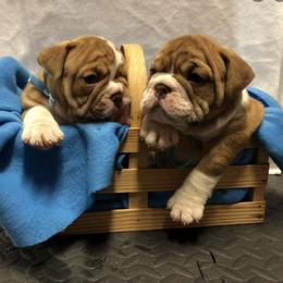 Bulldogs from Mel’s Puppy Paw