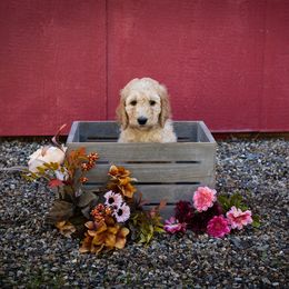 Goldendoodle Puppies from Hogan Family-Raised F1b Gooldendoodles