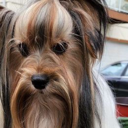 Lenie - Biewer Terrier