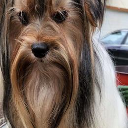 Lenie - Biewer Terrier