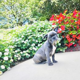 Buddy - Blue fawn male French Bulldog puppy in Leola, Pennsylvania from Edna's Homegrown Frenchies