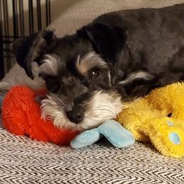 Miniature Schnauzers from Berry Schnauzers Lil Paws