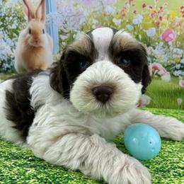 Hersey - Parti male Miniature Schnauzer puppy in Sylvania, Georgia from Southern Sky Miniature Schnauzers