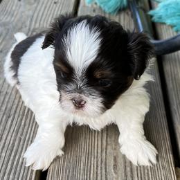 Shih Tzu Puppies from Tarklin Valley Farm