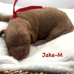 Jake-red collar - Red  male Goldendoodle puppy in Lewisville, Texas from Zink Doodles