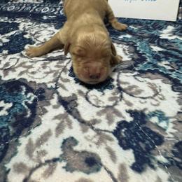 Light Blue - Golden male Golden Retriever puppy in Wellington, Ohio from R & K Golden Acres LLC