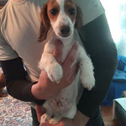 Freckles - Piebald male Dachshund puppy in Tulsa, Oklahoma from Eternal Puff AKC Lhasa Apsos OR AKC Miniature Long Haired Dachshunds