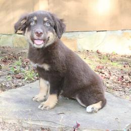 Sriracha - Red tri-color female Australian Shepherd puppy in Macon, Georgia from Shaina’s Shepherds