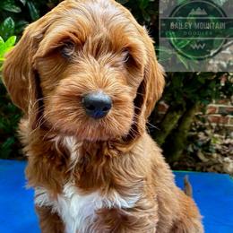 Charlie - Red  male Goldendoodle puppy in Travelers Rest, South Carolina from Bailey Mountain Doodles