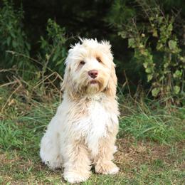 Hudson - Caramel male Australian Labradoodle puppy in Williamstown, New York from Lewis Manor Labradoodles