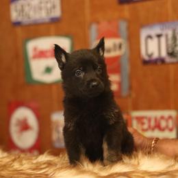 Vulcan - Bi-color male German Shepherd puppy in Philippi, West Virginia from Vom Haus Highlands