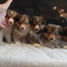 Shetland Sheepdogs from MV Shelties
