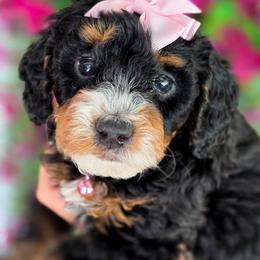 Bernedoodle puppies from Sugarland's Texas Goldendoodles
