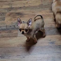 North - Fawn male Chihuahua puppy in Ligonier, Indiana from Country Charm Chihuahuas