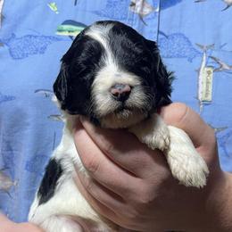Black collar - Parti male Goldendoodle puppy in Mc Cook, Nebraska from Powers Doodles