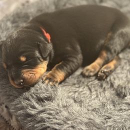 Orange Collar Male - Black and rust male Doberman Pinscher puppy in Fostoria, Michigan from Jensen Dobermans and Dachshunds