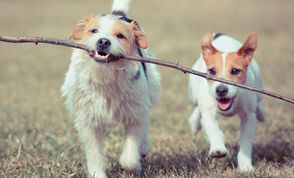 Two Jack Russell Terriers chase a stick 