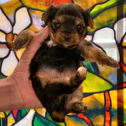 Hershey - Black and tan male Yorkshire Terrier puppy in Winder, Georgia from Empire Yorkies