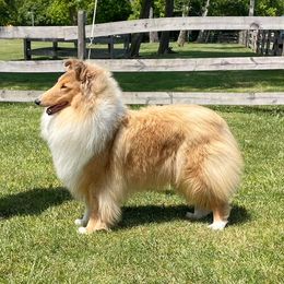 Bettie - Collie
