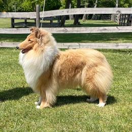 Bettie - Collie