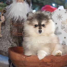 Noelle - Gray and white female Pomsky puppy in Coos Bay, Oregon from Ocean View Pomskies