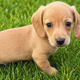 Romeo - Cream male Dachshund puppy in Salem, Oregon from Longdox Mini Dachshunds