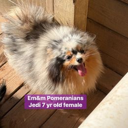 Jedi 7 yrs old - Blue merle female Pomeranian puppy in Kentucky from Em&M Pomeranians