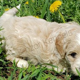 Goldendoodles, Poodles, and Shichons from Kinzor Kennels
