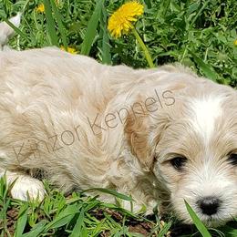 Goldendoodles, Poodles, and Shichons from Kinzor Kennels