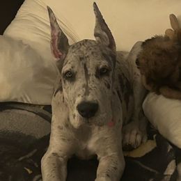 Hazelnut - Merle female Great Dane puppy in Bay Shore, New York from Gentle Giant Companions