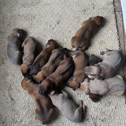 Boy 4 - Rd whtn blk nose male Rhodesian Ridgeback puppy in Greenville, Ohio from Masai's Pride Rhodesian Ridgbacks