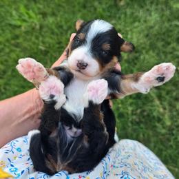 Phantom - Phantom male Bernedoodle puppy in Graham, Texas from 2 Rose Ranch Doodles