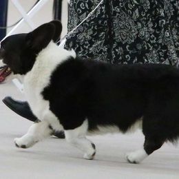 Cardigan Welsh Corgis from Beverly Mercer