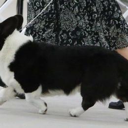Cardigan Welsh Corgis from Beverly Mercer