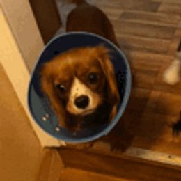Cavalier King Charles Spaniels from Bernard Masten Sr