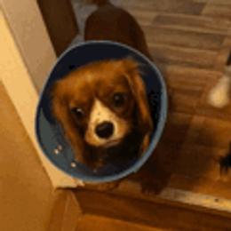 Cavalier King Charles Spaniels from Bernard Masten Sr